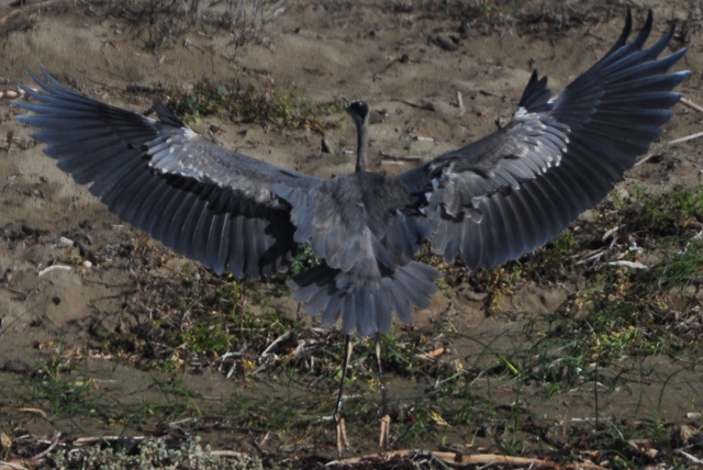 blue heron in flight